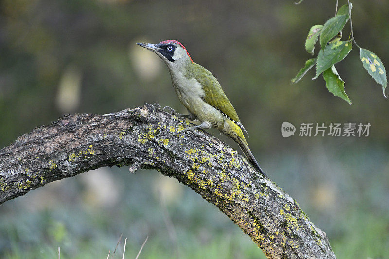 绿啄木鸟(Picus viridis)